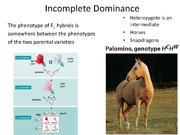 Incomplete Dominance The phenotype of F 1 hybrids is somewhere between the phenotypes of