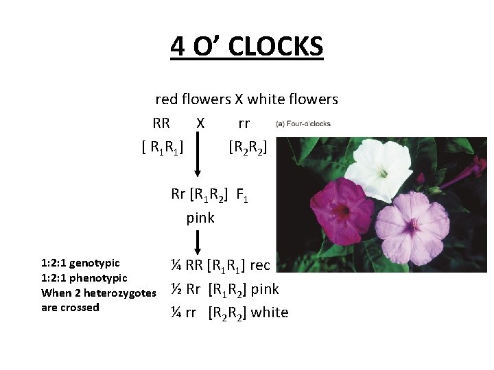 4 O’ CLOCKS red flowers X white flowers RR X rr [ R 1