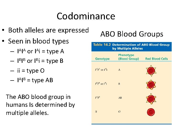 Codominance • Both alleles are expressed • Seen in blood types – IAIA or