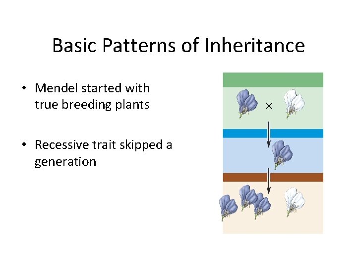 Basic Patterns of Inheritance • Mendel started with true breeding plants • Recessive trait