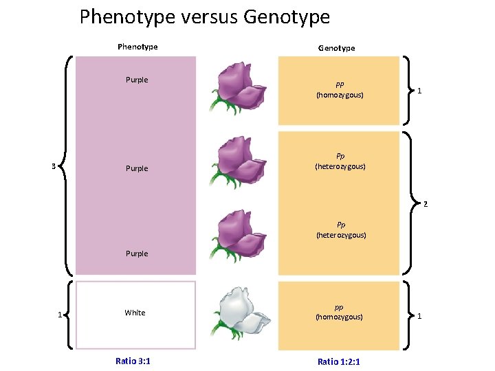 Phenotype versus Genotype Phenotype Purple 3 Purple Genotype PP (homozygous) 1 Pp (heterozygous) 2