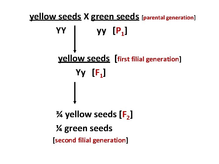 yellow seeds X green seeds [parental generation] YY yy [P 1] yellow seeds [first