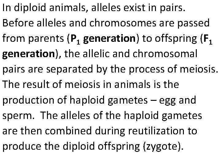 In diploid animals, alleles exist in pairs. Before alleles and chromosomes are passed from