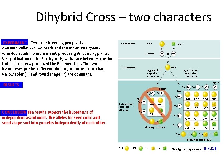Dihybrid Cross – two characters EXPERIMENT Two true-breeding pea plants— one with yellow-round seeds