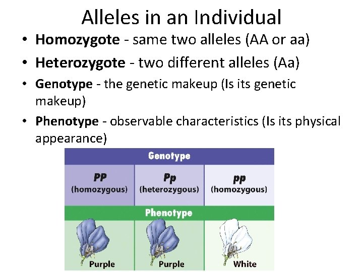 Alleles in an Individual • Homozygote - same two alleles (AA or aa) •
