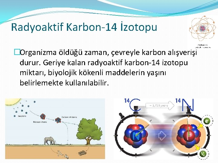 Radyoaktif Karbon-14 İzotopu �Organizma öldüğü zaman, çevreyle karbon alışverişi durur. Geriye kalan radyoaktif karbon-14