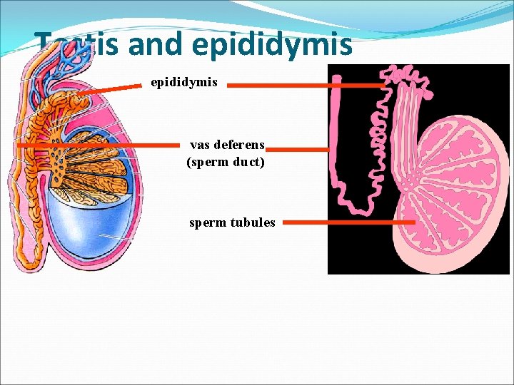 Testis and epididymis vas deferens (sperm duct) sperm tubules 