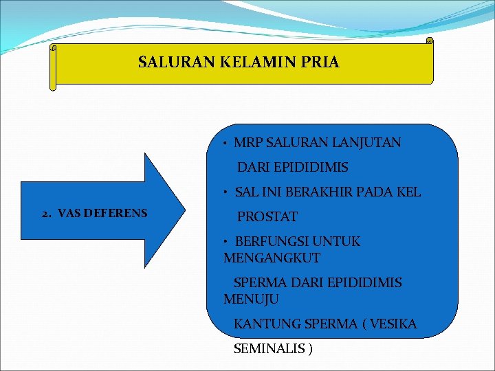 SALURAN KELAMIN PRIA • MRP SALURAN LANJUTAN DARI EPIDIDIMIS • SAL INI BERAKHIR PADA