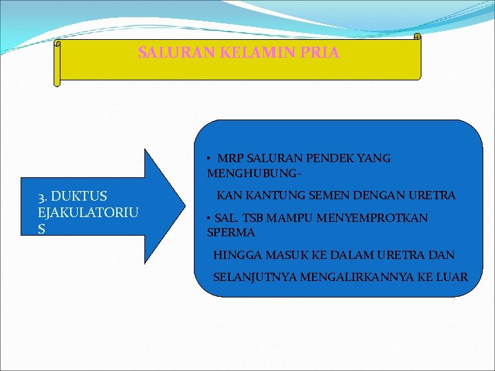 SALURAN KELAMIN PRIA • MRP SALURAN PENDEK YANG MENGHUBUNG- 3. DUKTUS EJAKULATORIU S KANTUNG