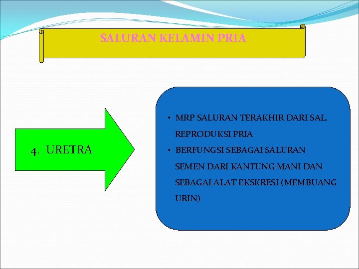 SALURAN KELAMIN PRIA • MRP SALURAN TERAKHIR DARI SAL. REPRODUKSI PRIA 4. URETRA •