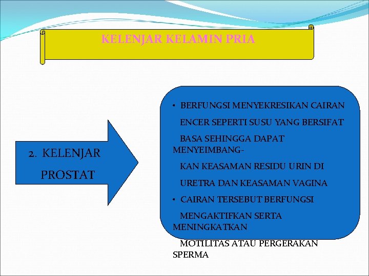 KELENJAR KELAMIN PRIA • BERFUNGSI MENYEKRESIKAN CAIRAN ENCER SEPERTI SUSU YANG BERSIFAT 2. KELENJAR