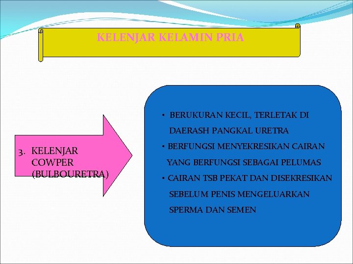 KELENJAR KELAMIN PRIA • BERUKURAN KECIL, TERLETAK DI DAERASH PANGKAL URETRA 3. KELENJAR COWPER