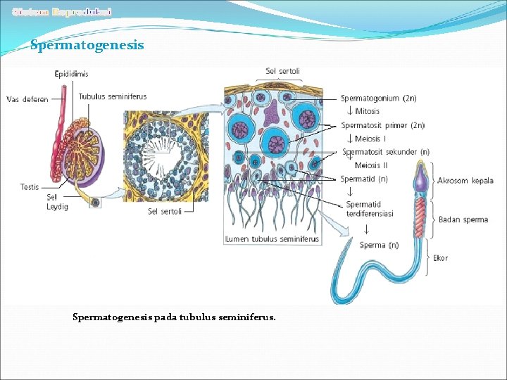 Spermatogenesis pada tubulus seminiferus. 