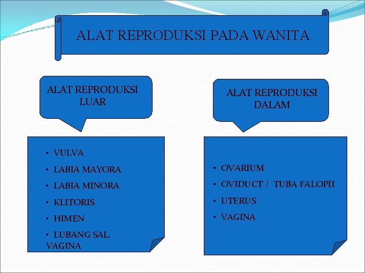 ALAT REPRODUKSI PADA WANITA ALAT REPRODUKSI LUAR ALAT REPRODUKSI DALAM • VULVA • LABIA
