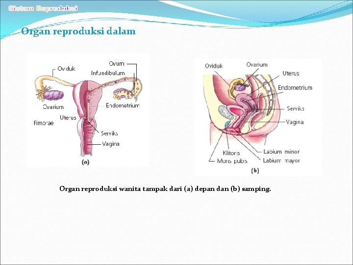 Organ reproduksi dalam Organ reproduksi wanita tampak dari (a) depan dan (b) samping. 