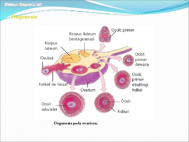 Oogenesis pada ovarium. 