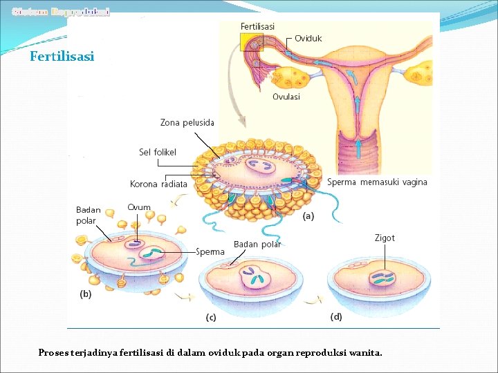 Fertilisasi Proses terjadinya fertilisasi di dalam oviduk pada organ reproduksi wanita. 