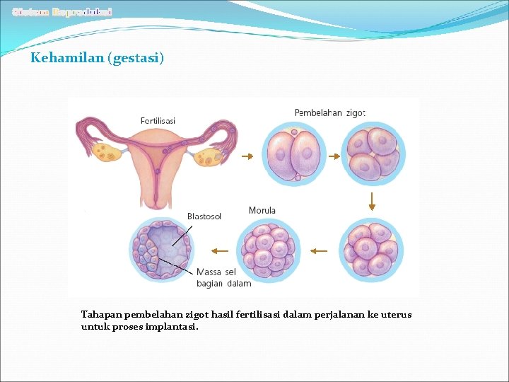 Kehamilan (gestasi) Tahapan pembelahan zigot hasil fertilisasi dalam perjalanan ke uterus untuk proses implantasi.