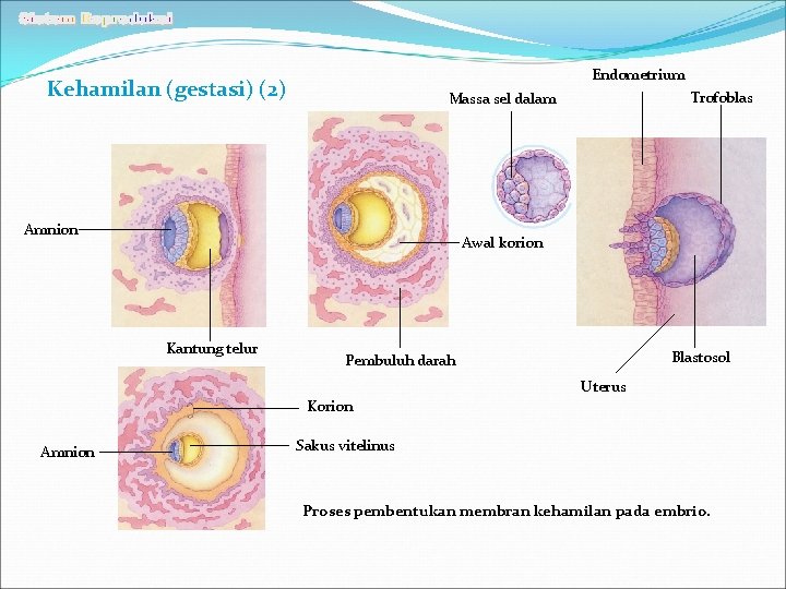 Endometrium Kehamilan (gestasi) (2) Trofoblas Massa sel dalam Amnion Awal korion Kantung telur Blastosol