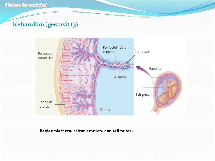Kehamilan (gestasi) (3) Bagian plasenta, cairan amnion, dan tali pusar. 