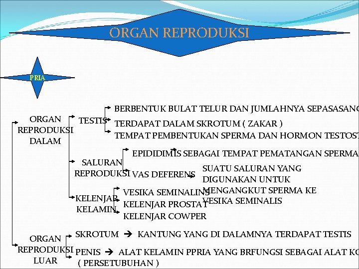 ORGAN REPRODUKSI PRIA BERBENTUK BULAT TELUR DAN JUMLAHNYA SEPASASANG ORGAN TESTIS TERDAPAT DALAM SKROTUM