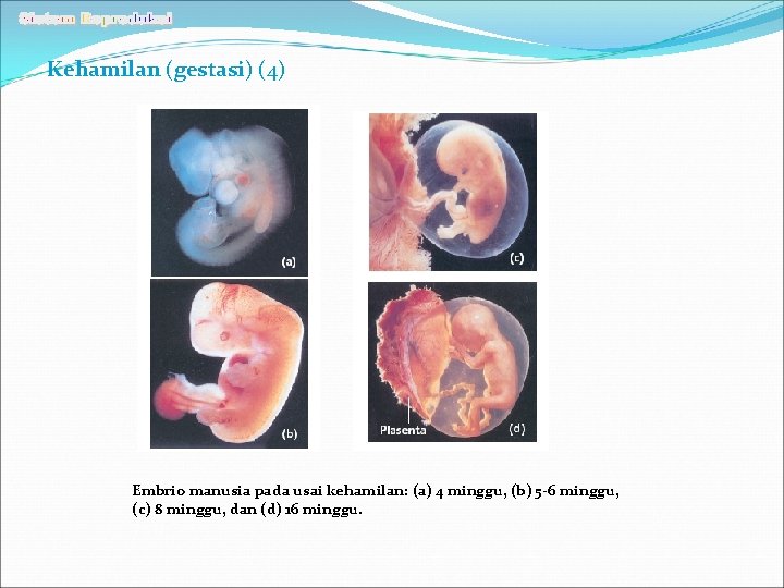 Kehamilan (gestasi) (4) Embrio manusia pada usai kehamilan: (a) 4 minggu, (b) 5 -6