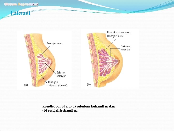 Laktasi Kondisi payudara (a) sebelum kehamilan dan (b) setelah kehamilan. 