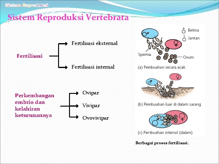 Sistem Reproduksi Vertebrata Fertilisasi eksternal Fertilisasi internal Perkembangan embrio dan kelahiran keturunannya Ovipar Vivipar