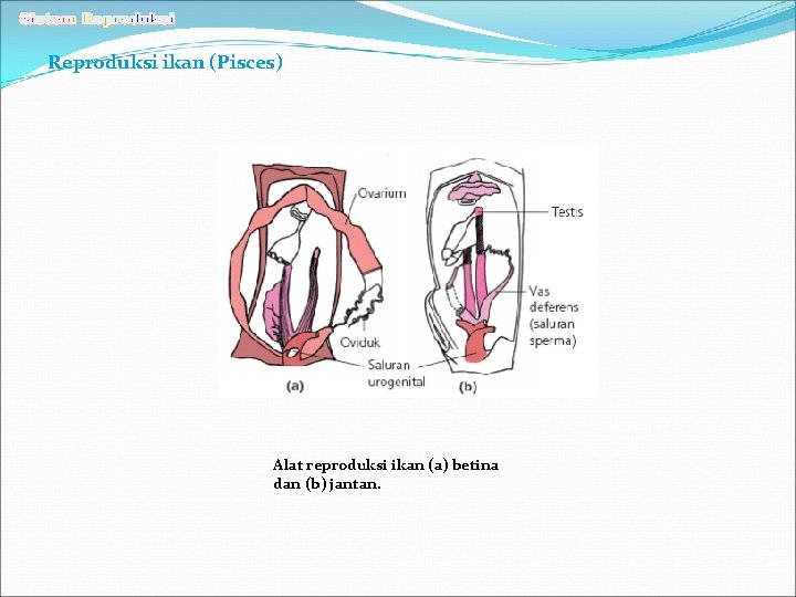 Reproduksi ikan (Pisces) Alat reproduksi ikan (a) betina dan (b) jantan. 