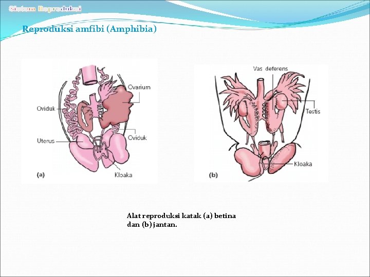 Reproduksi amfibi (Amphibia) Alat reproduksi katak (a) betina dan (b) jantan. 