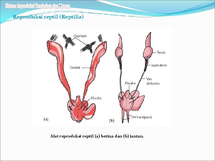 Reproduksi reptil (Reptilia) Alat reproduksi reptil (a) betina dan (b) jantan. 