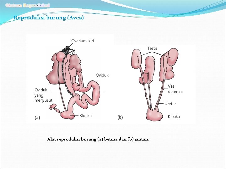 Reproduksi burung (Aves) Alat reproduksi burung (a) betina dan (b) jantan. 