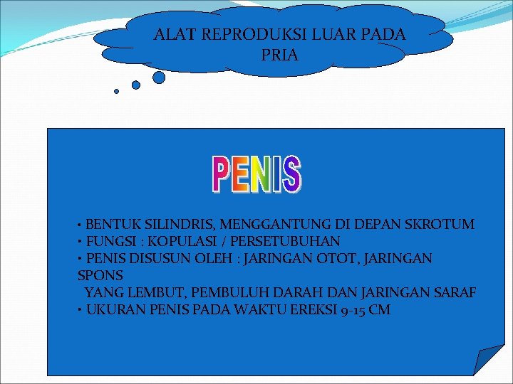 ALAT REPRODUKSI LUAR PADA PRIA • BENTUK SILINDRIS, MENGGANTUNG DI DEPAN SKROTUM • FUNGSI