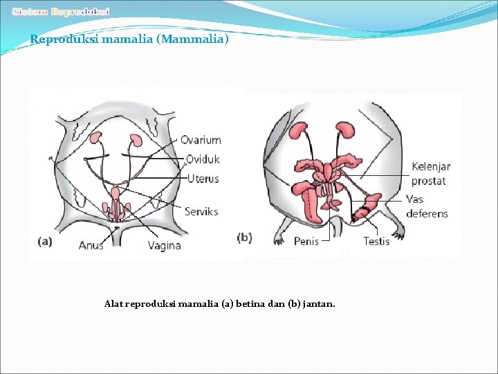 Reproduksi mamalia (Mammalia) Alat reproduksi mamalia (a) betina dan (b) jantan. 