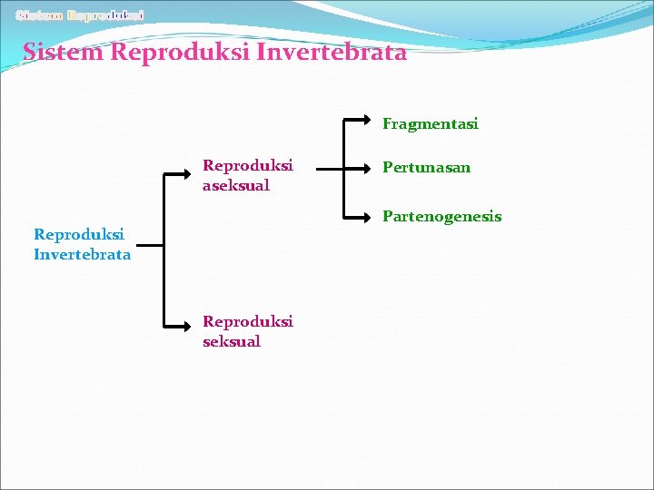 Sistem Reproduksi Invertebrata Fragmentasi Reproduksi aseksual Pertunasan Partenogenesis Reproduksi Invertebrata Reproduksi seksual 