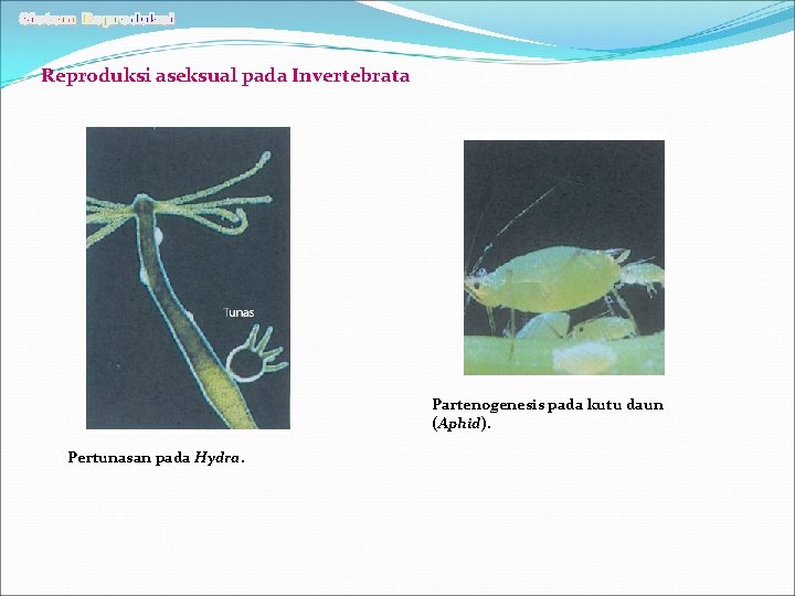 Reproduksi aseksual pada Invertebrata Partenogenesis pada kutu daun (Aphid). Pertunasan pada Hydra. 