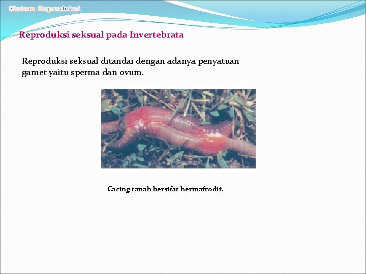 Reproduksi seksual pada Invertebrata Reproduksi seksual ditandai dengan adanya penyatuan gamet yaitu sperma dan