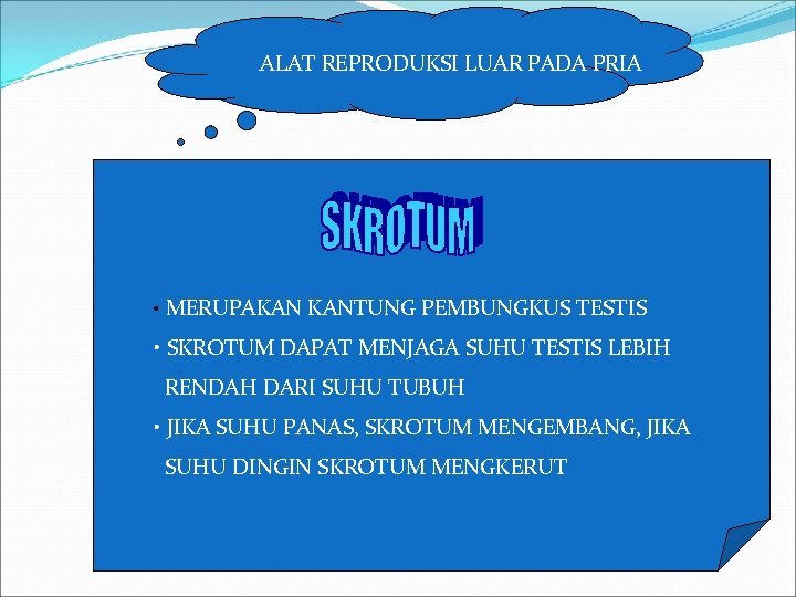 ALAT REPRODUKSI LUAR PADA PRIA • MERUPAKAN KANTUNG PEMBUNGKUS TESTIS • SKROTUM DAPAT MENJAGA