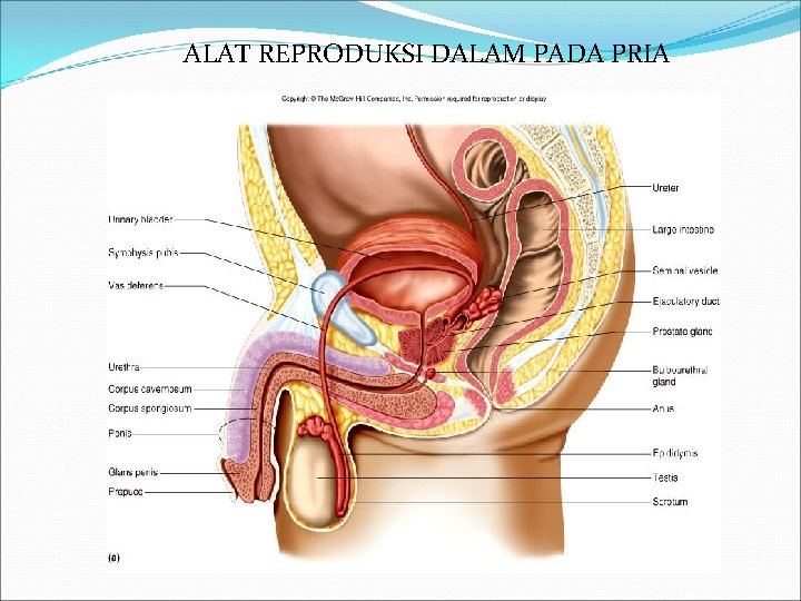 ALAT REPRODUKSI DALAM PADA PRIA 