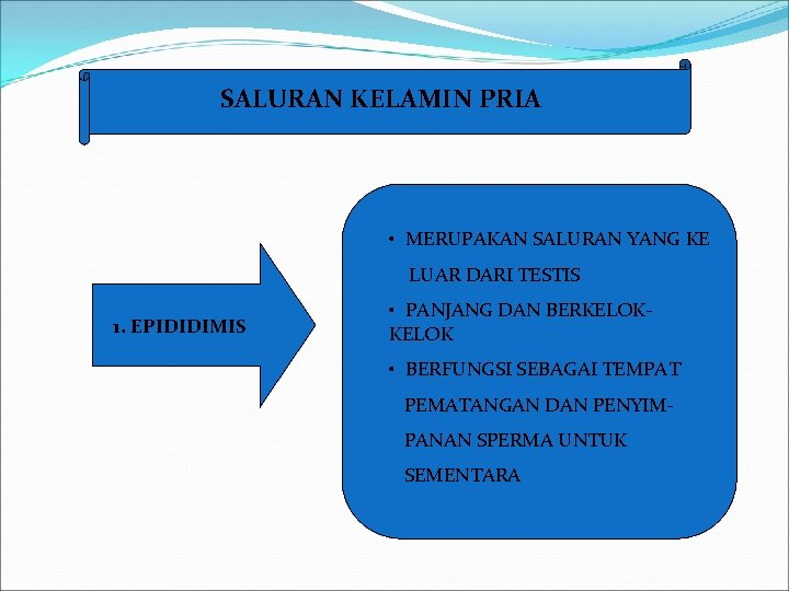 SALURAN KELAMIN PRIA • MERUPAKAN SALURAN YANG KE LUAR DARI TESTIS 1. EPIDIDIMIS •