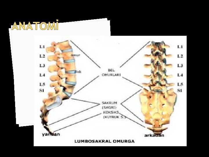 ANATOMİ 