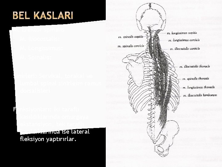 M. Erektör spinalis M. İliocostalis: M. Longissimus: M. Spinalis: Sinirleri: Servikal, torakal ve lumbal