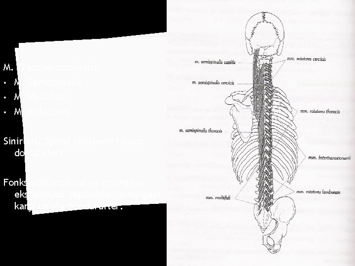 M. Transversospinalis: • M. Semispinalis • M. Multifidi: • M. Rotatores Sinirleri: Spinal sinirlerin