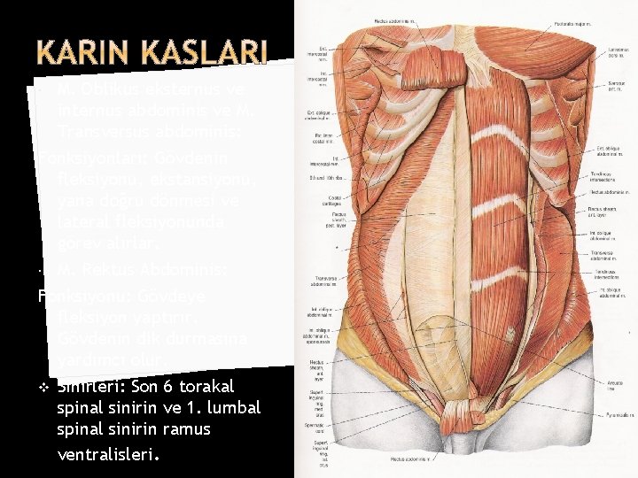 M. Oblikus eksternus ve internus abdominis ve M. Transversus abdominis: Fonksiyonları: Gövdenin fleksiyonu, ekstansiyonu,