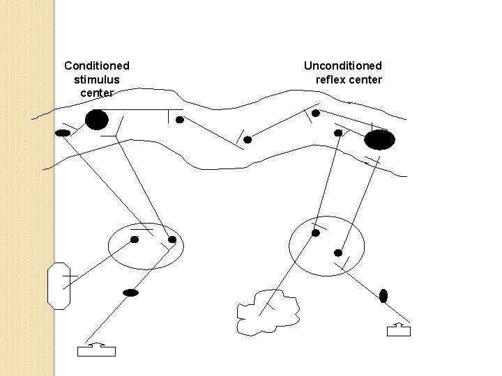 Conditioned stimulus center Unconditioned reflex center 