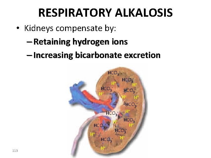 RESPIRATORY ALKALOSIS • Kidneys compensate by: – Retaining hydrogen ions – Increasing bicarbonate excretion