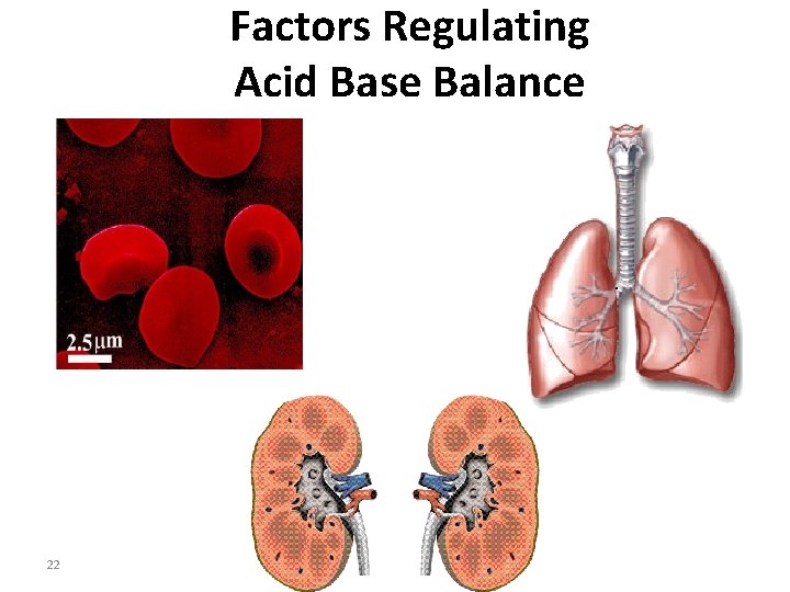 Factors Regulating Acid Base Balance 22 