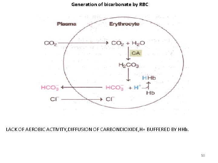 Generation of bicarbonate by RBC LACK OF AEROBIC ACTIVITY, DIFFUSION OF CARBONDIOXIDE, H+ BUFFERED