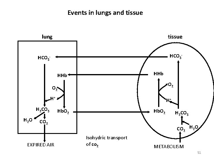Events in lungs and tissue lung tissue HCO 3 - HCO 3 HHb O