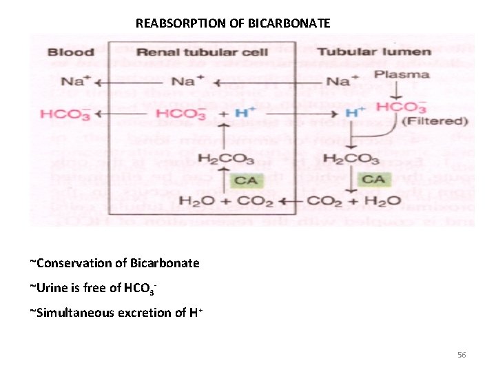 REABSORPTION OF BICARBONATE ~Conservation of Bicarbonate ~Urine is free of HCO 3~Simultaneous excretion of